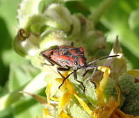 Punaise ecuyere - Lygaeus equestris(gendarme)(ph. Mrugala F., Lyon)(4)